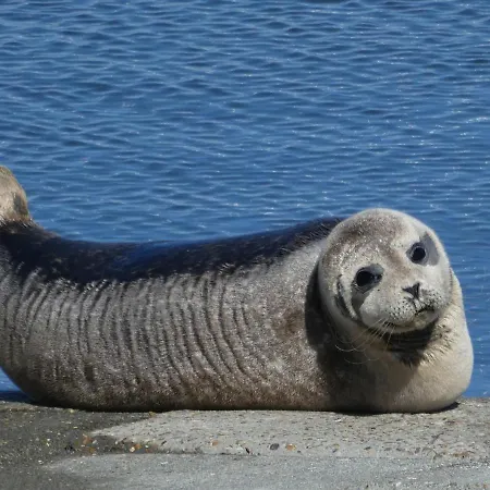 Sunnyside-of-thesea - With Open View On Nature, Big Terraces Around - Very Close To Sea, Beach, Stores, Restaurants & Bars Appartement *